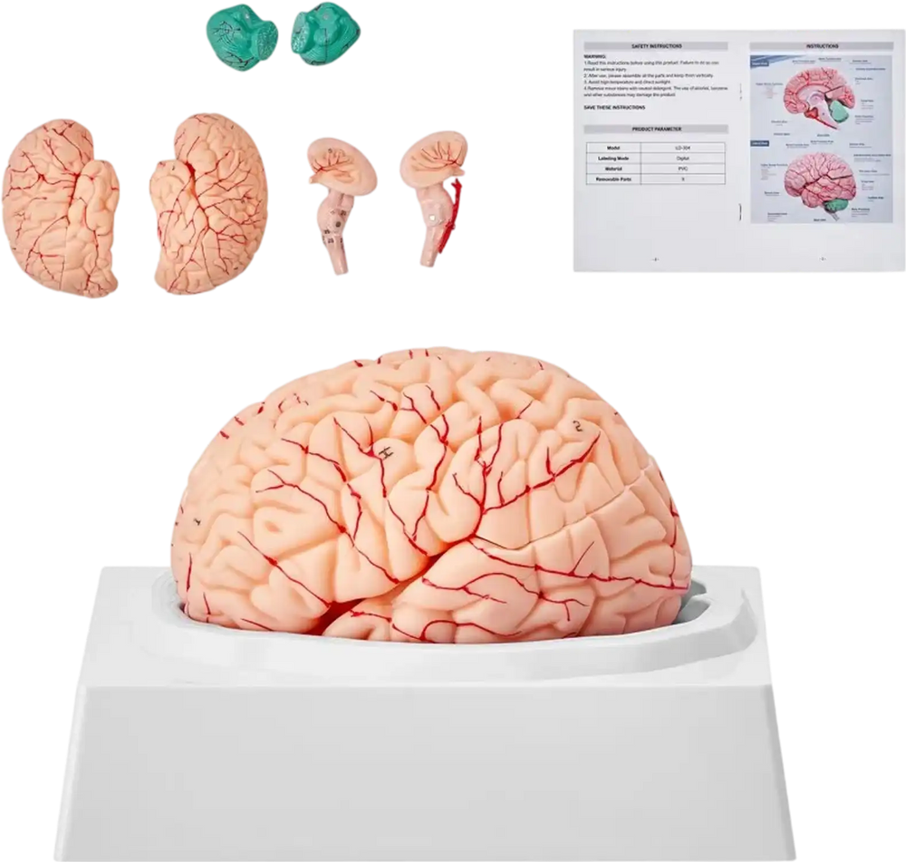 VEVOR Human Brain Model Anatomy, 1:1 Life-Size 9-Part Human Brain Anatomical Model with Labels & Display Base, Detachable Brain Model for Science Research Teaching Learning Classroom Study Display