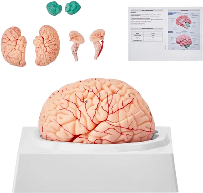 Vevor Brain Model 1:1 Life-Size 9-Part Human Anatomical Model with Labels & Display Base New