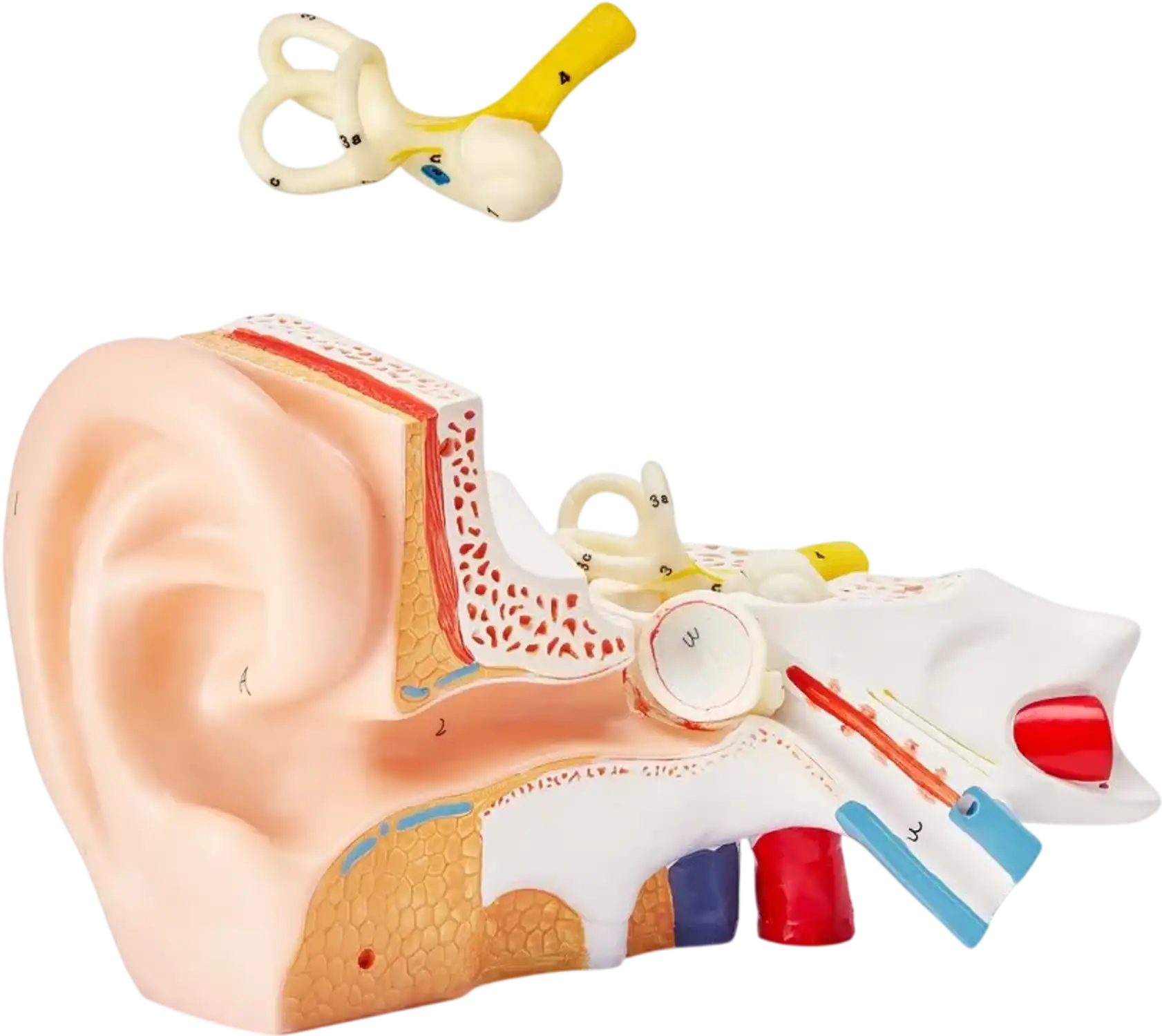 Vevor Human Ear Anatomy Model 3-Part 5x Enlarged with Base New