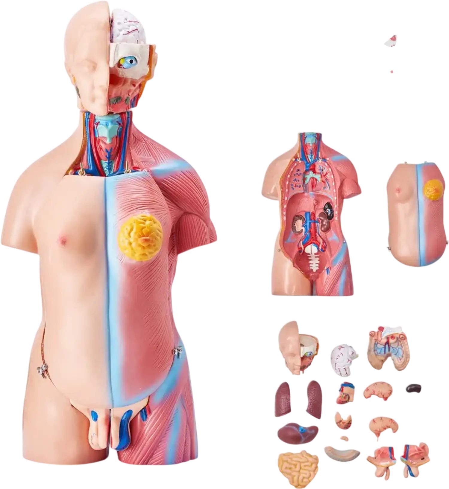 Vevor Human Body Model 18