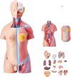VEVOR Human Body Model, 23 Parts 18 inch, Human Torso Anatomy Model Unisex Anatomical Skeleton Model with Removable Organs, Educational Teaching Tool for Students Science Learning Education Display