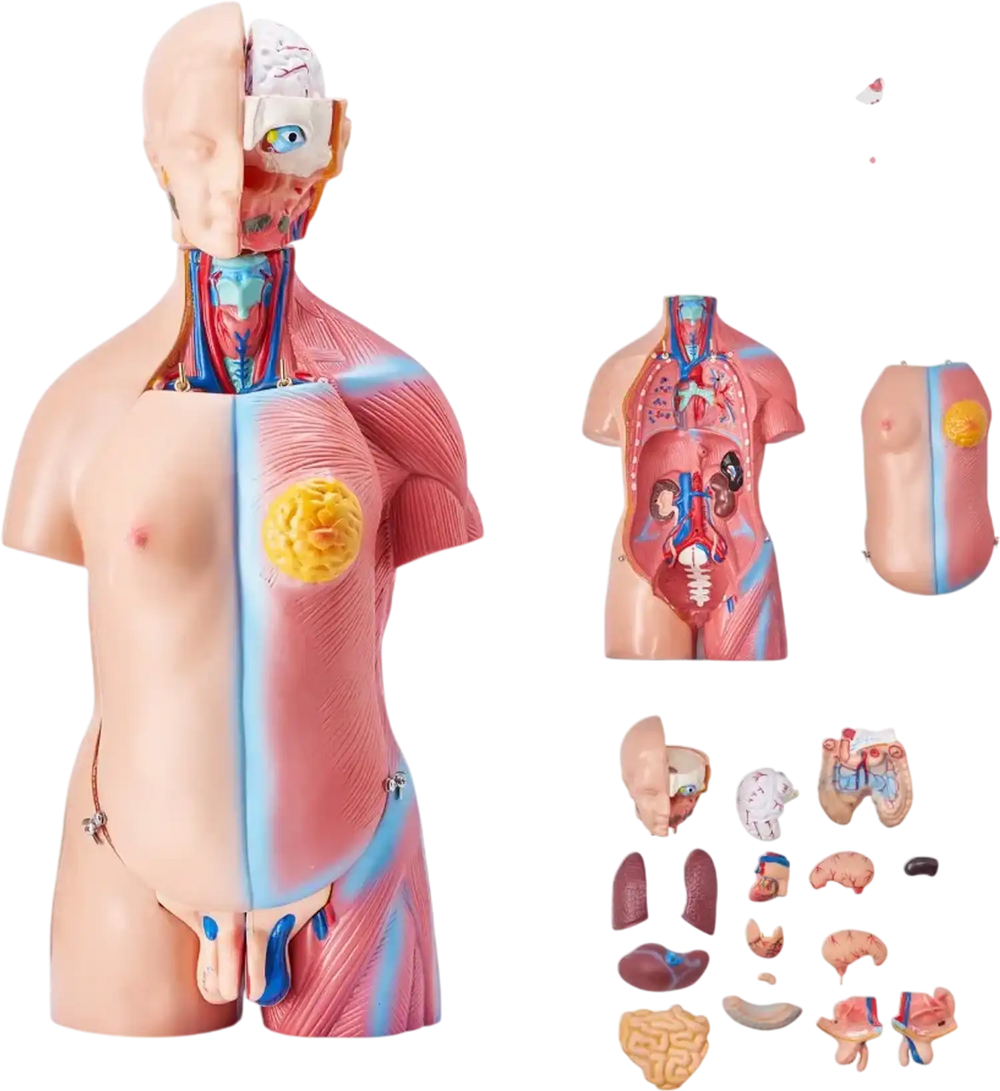 VEVOR Human Body Model, 23 Parts 18 inch, Human Torso Anatomy Model Unisex Anatomical Skeleton Model with Removable Organs, Educational Teaching Tool for Students Science Learning Education Display