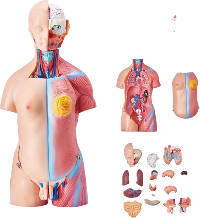 Vevor Human Body Model 18
