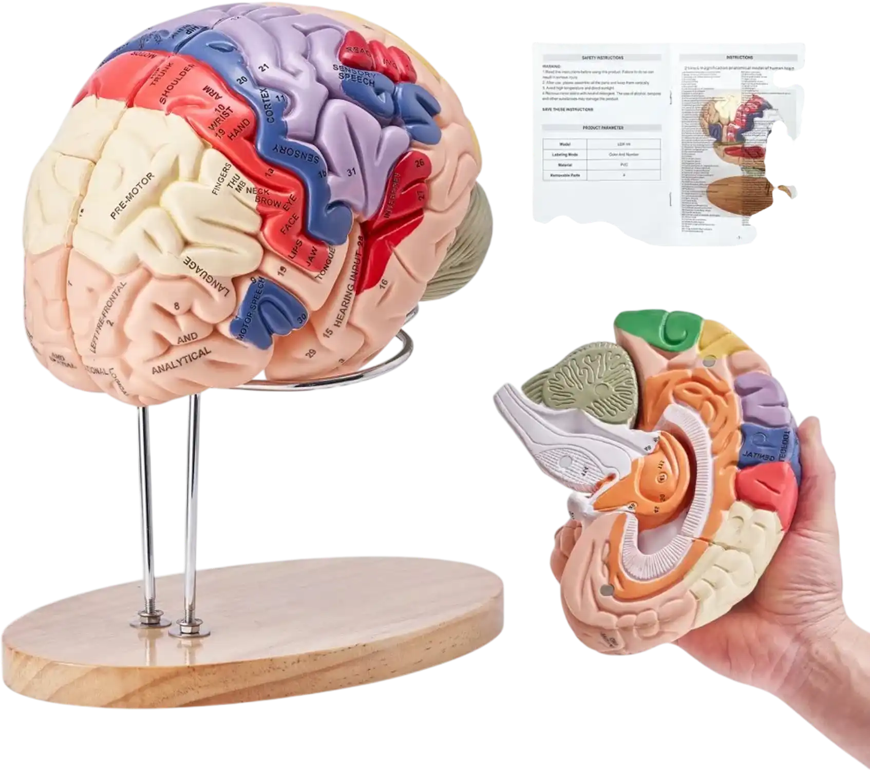 Vevor Brain Model 2X Life-Size 4-Part Human Brain Anatomical Model with Labels & Display Base New