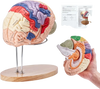 VEVOR Human Brain Model Anatomy, 2X Life-Size 4-Part Human Brain Anatomical Model with Labels & Display Base, Color-Coded Detachable Brain Model for Science Research Teaching Learning Study Display