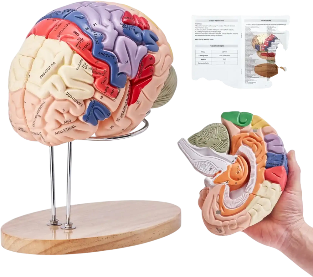 VEVOR Human Brain Model Anatomy, 2X Life-Size 4-Part Human Brain Anatomical Model with Labels & Display Base, Color-Coded Detachable Brain Model for Science Research Teaching Learning Study Display