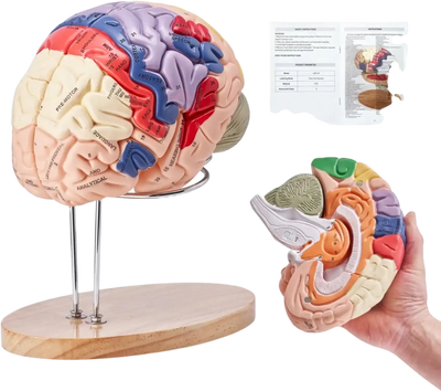 VEVOR Human Brain Model Anatomy, 2X Life-Size 4-Part Human Brain Anatomical Model with Labels & Display Base, Color-Coded Detachable Brain Model for Science Research Teaching Learning Study Display