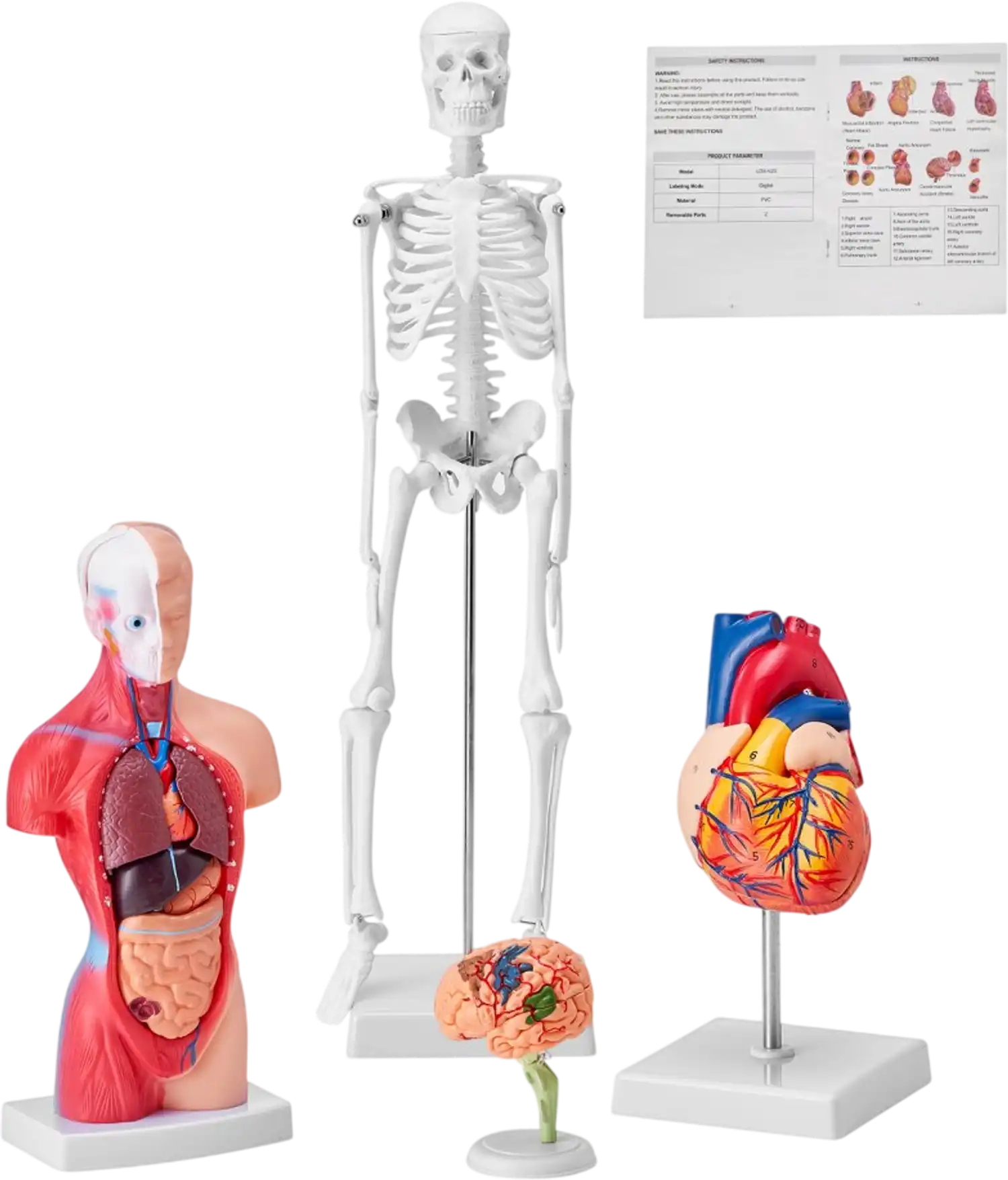 Vevor Anatomy Model Bundle Set of 4 Human Body Teaching Models New