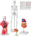 VEVOR Human Anatomy Models Bundle Set, Brain, Human Torso Body, Heart, Skeleton Model Set of 4, Hands-on 3D Model Study Tools Teaching Models for Physiology Students or as Educational Kit for Kids