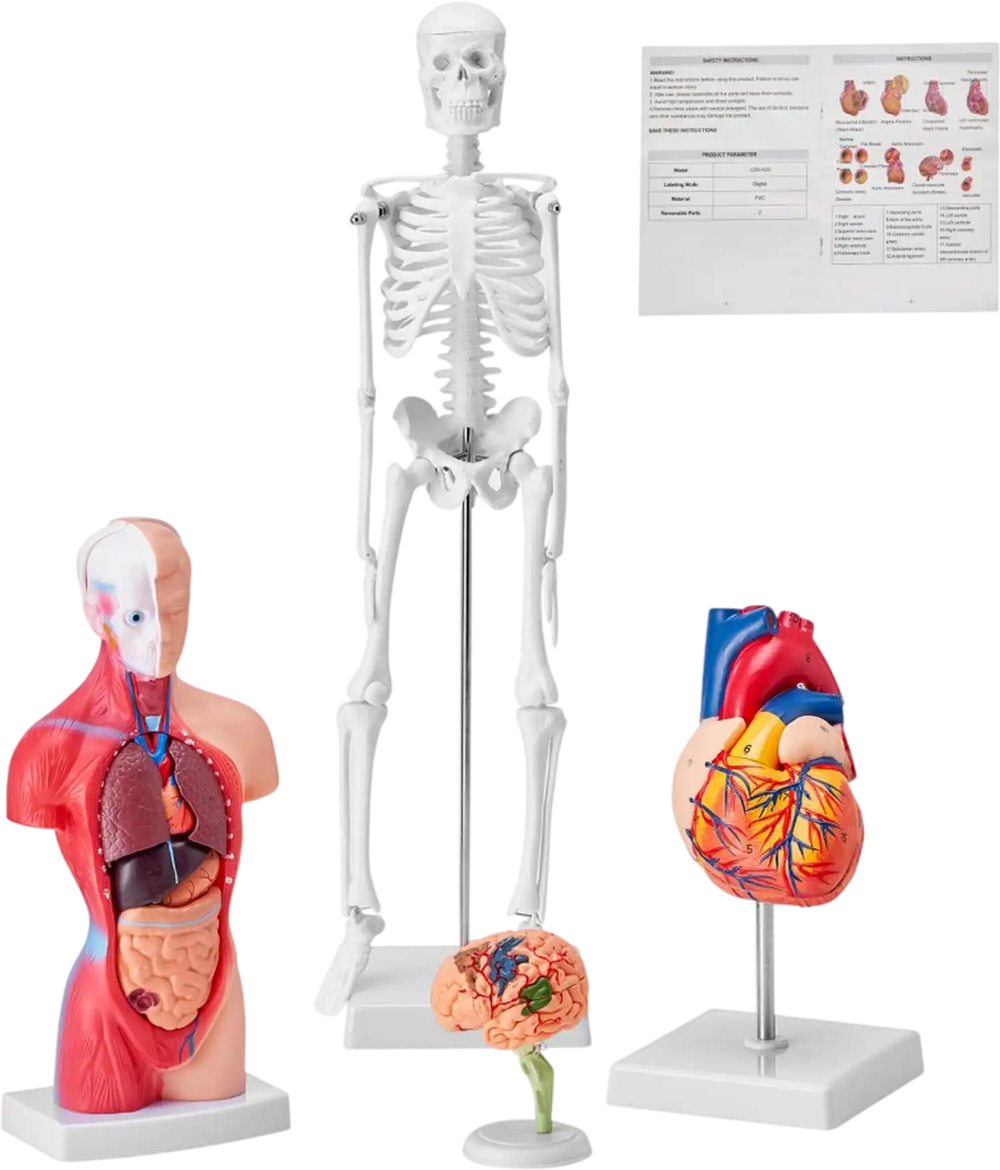 VEVOR Human Anatomy Models Bundle Set, Brain, Human Torso Body, Heart, Skeleton Model Set of 4, Hands-on 3D Model Study Tools Teaching Models for Physiology Students or as Educational Kit for Kids
