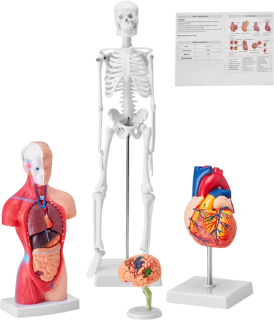 Vevor Anatomy Model Bundle Set of 4 Human Body Teaching Models New