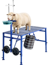 VEVOR Goat Milking Stand, 600 lbs Heavy Duty Foldable Goat Stand with Feed Bin & Wheels, Adjustable Headpiece & Tool Basket, Stanchion for Grooming & Hoof Trimming, Metal Livestock Platform for Sheep