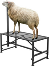VEVOR Goat & Sheep Stand, 47x23 inch Livestock Stand, Metal Livestock Milking and Shearing Stand 21" to 33" Adjustable Height, with Headpiece and Nose Loop, 500lbs Loading Weight, Black