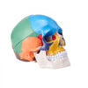 VEVOR Human Skull Model, 8 Parts Brain & 3 Parts Skull, Life-Size Painted Anatomy Skull Model, PVC Anatomical Skull, Detachable Learning Skull Model for Professional Teaching, Researching and Learning