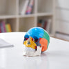 VEVOR Human Skull Model, 3 Parts Human Skull Anatomy, Life-Size Painted Anatomy Skull Model, PVC Anatomical Skull, Detachable Learning Skull Model, for Professional Teaching, Researching and Learning