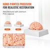 VEVOR Human Brain Model Anatomy, 1:1 Life-Size 9-Part Human Brain Anatomical Model with Labels & Display Base, Detachable Brain Model for Science Research Teaching Learning Classroom Study Display