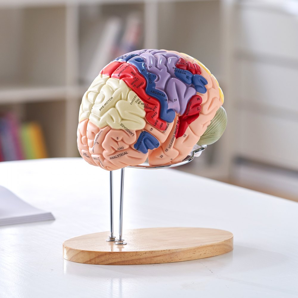 VEVOR Human Brain Model Anatomy, 2X Life-Size 4-Part Human Brain Anatomical Model with Labels & Display Base, Color-Coded Detachable Brain Model for Science Research Teaching Learning Study Display