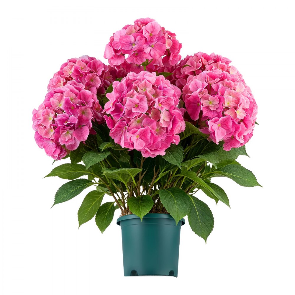 VEVOR Artificial Potted Hydrangeas 28 in 2-Pack Fake Flower Plants Deep Pink, for Porch, Patio, Entryway, & Home Decor, Indoor & Outdoor Use, Silk and PE Blooms in Pots, Ready to Display Faux Plants