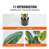 VEVOR Artificial Birds Of Paradise Tree, 5 FT Tall Faux Plant, PE Material & Anti-Tip Tilt Protection Low-Maintenance Plant, Lifelike Green Fake Tree for Home Office Warehouse Decor Indoor Outdoor