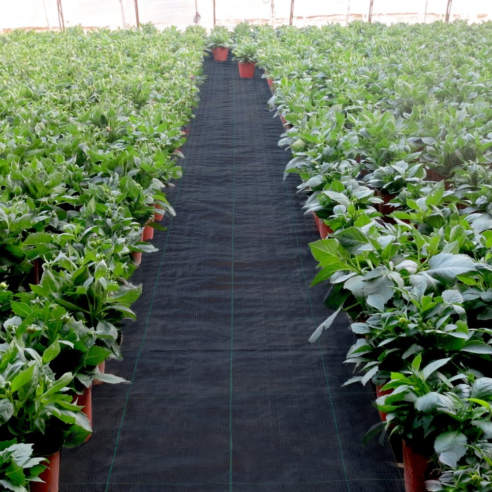 VEVOR Weed Control Fabric 6ft x 300ft - Geo Textile Fabric Heavy Duty - Woven Ground Cover for Commercial Greenhouse, Yard, Garden Barrier Cloth Blocker Mat