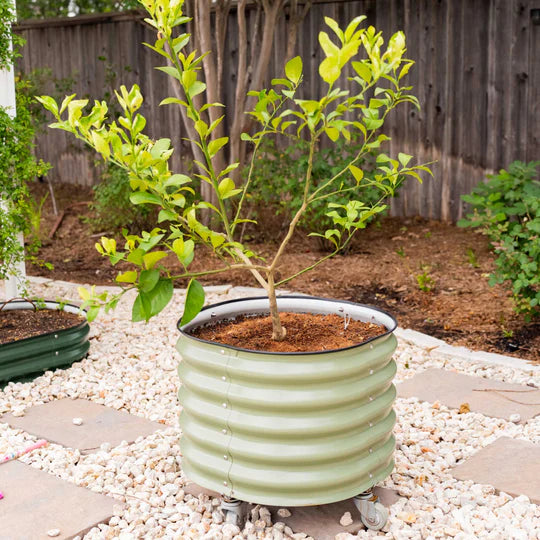 rolling self watering planter Vego Garden Self-Watering Rolling Planter 2' x 2' New White / Single Pack