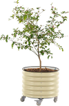 vego-garden-rolling-planter-2x2ft-pearl-white_800x