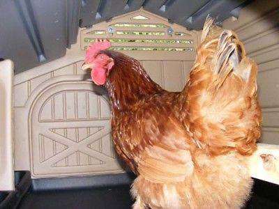 Formex Snap Lock Standard Chicken Coop (up to 4 chickens) - My Pet Chicken