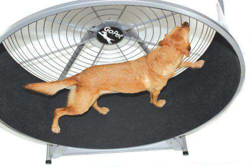 GoPet CS7620 PetRun 36 Inch Large Breed up to 150 pounds Extra Large Dog Treadmill New