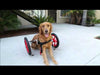 Best Friend Mobility SitGo Large L/XL 20" - 29" Adjustable Dog Wheelchair New